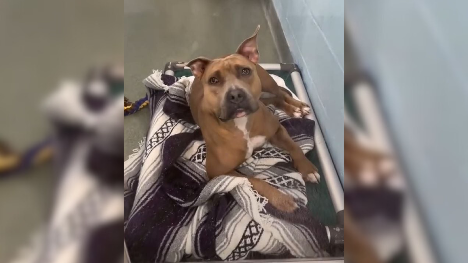 senior dog in shelter