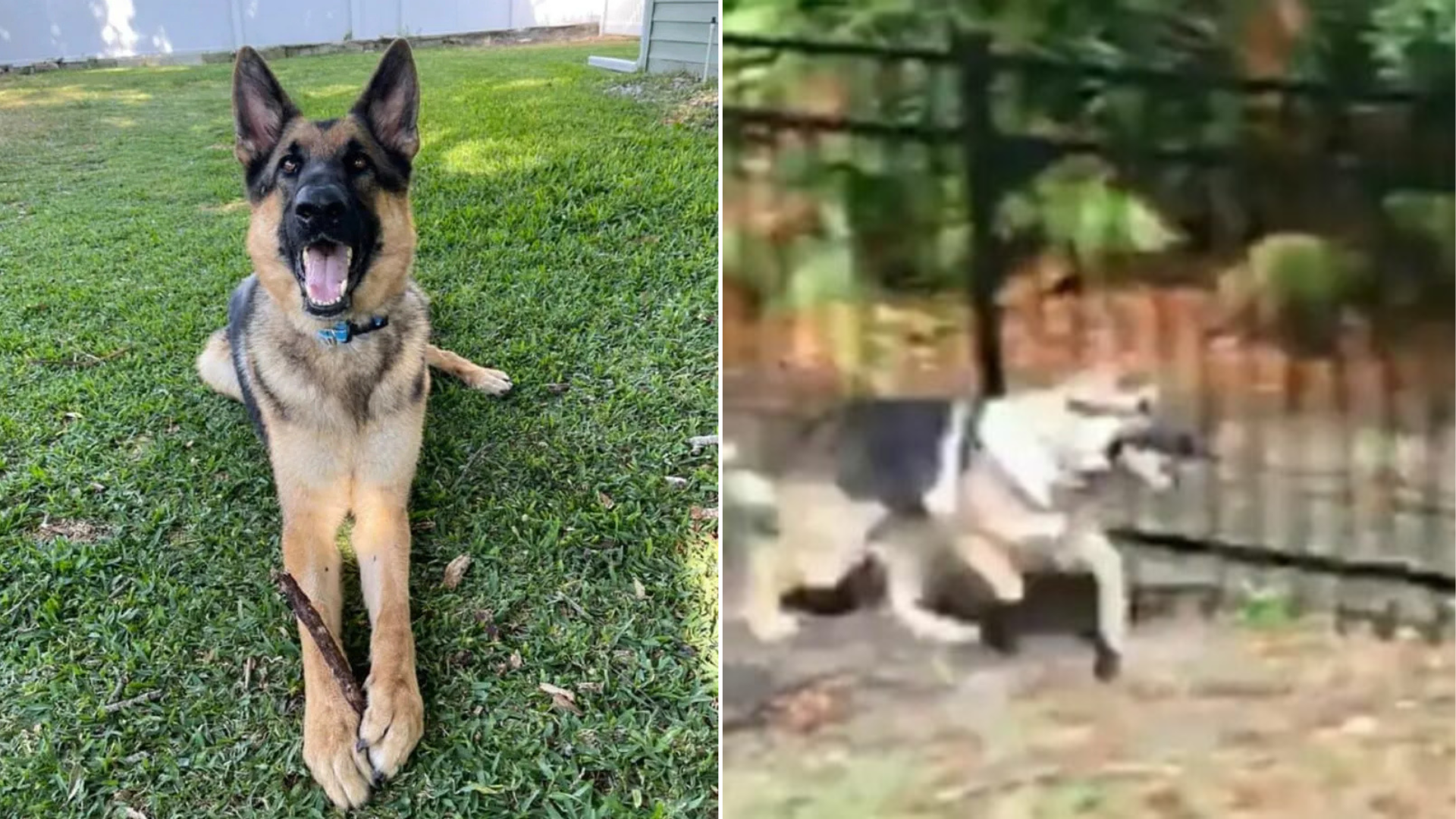 dog playing with deer