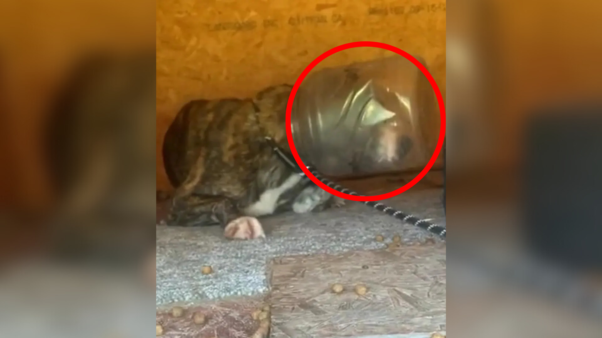 dog with head stuck in plastic jar
