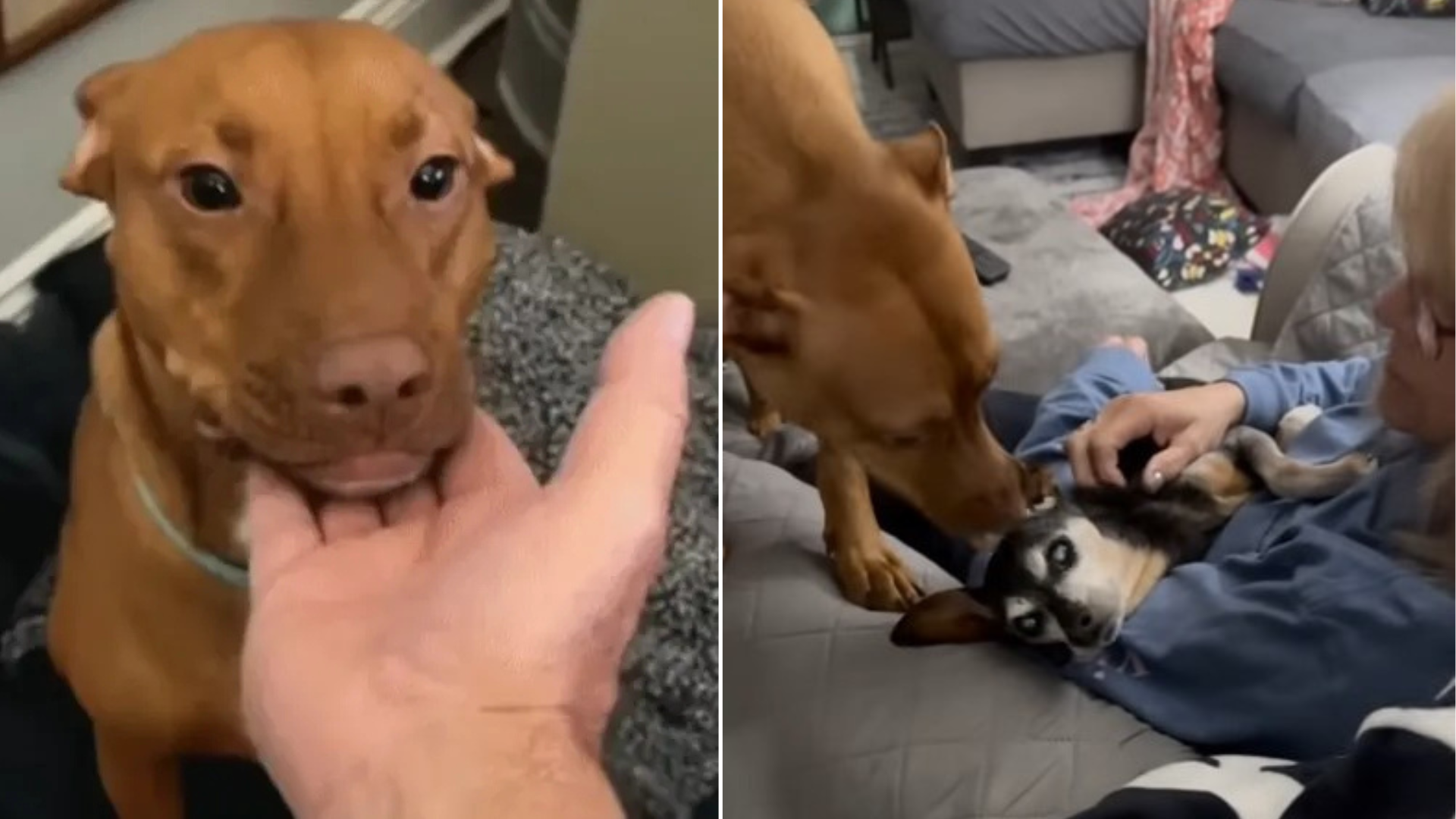 person holding brown dog's head