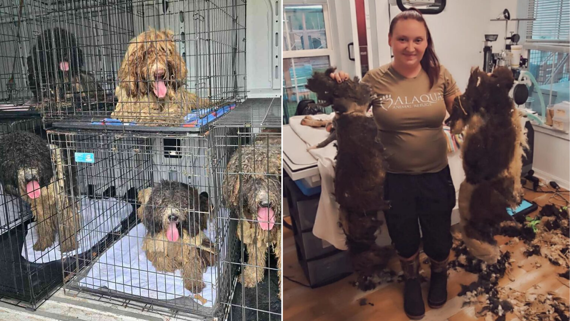 matted dogs before and after