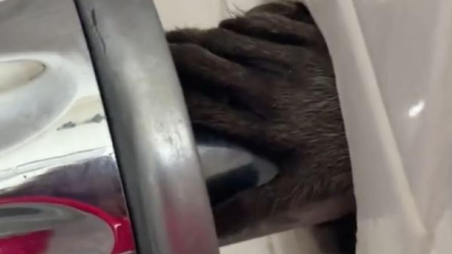 furry hand reaching through wall