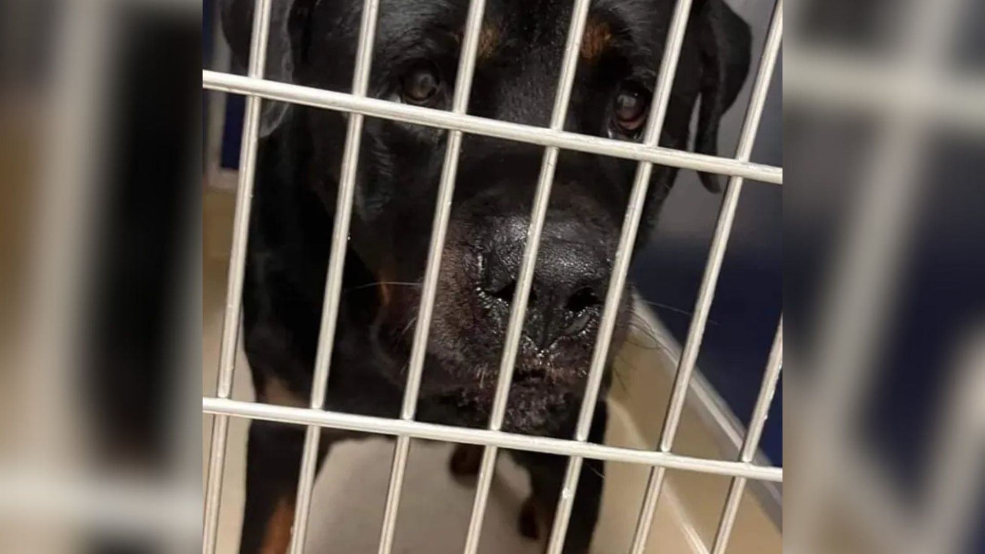 dog in shelter