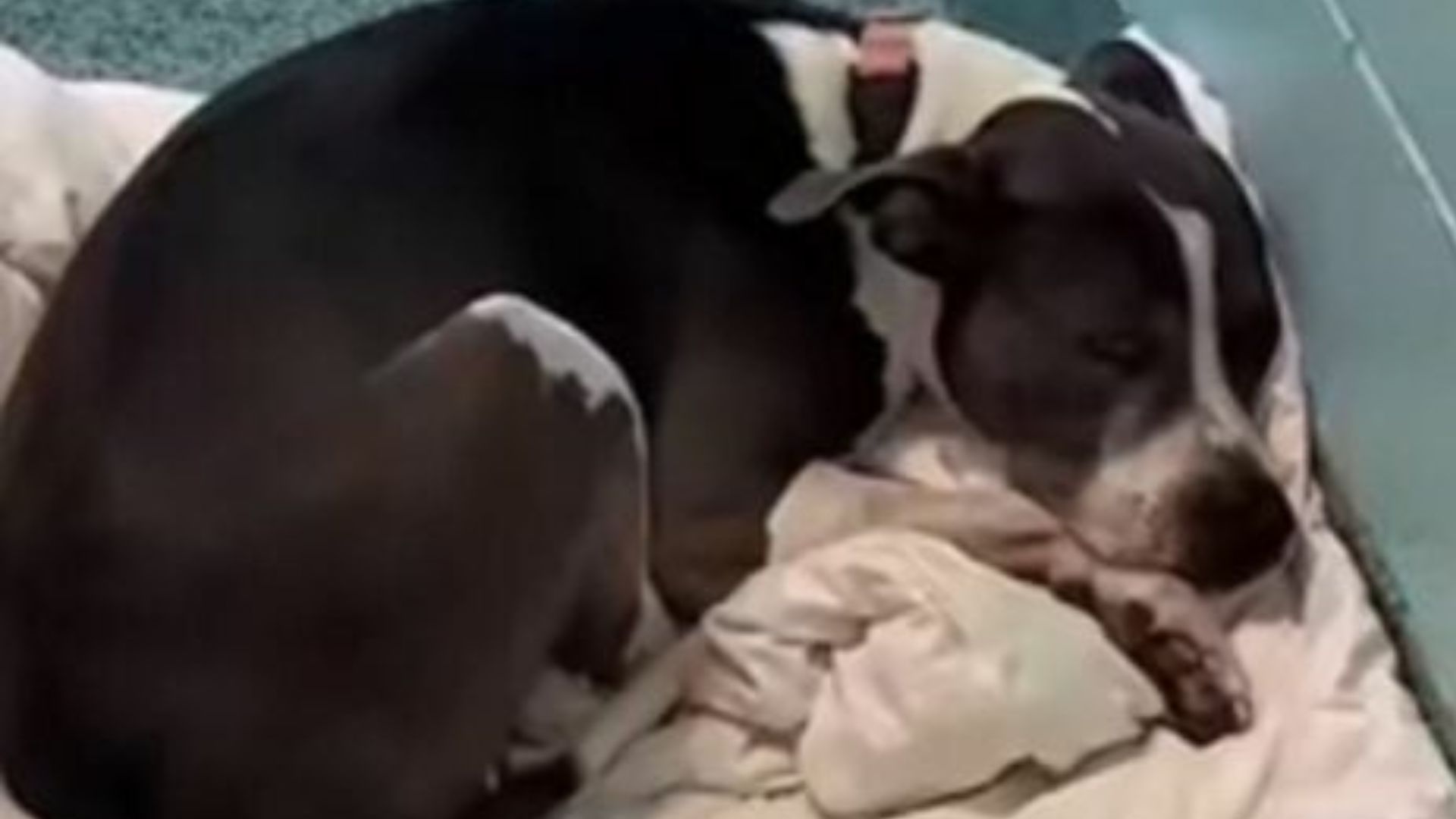 adorable dog laying down