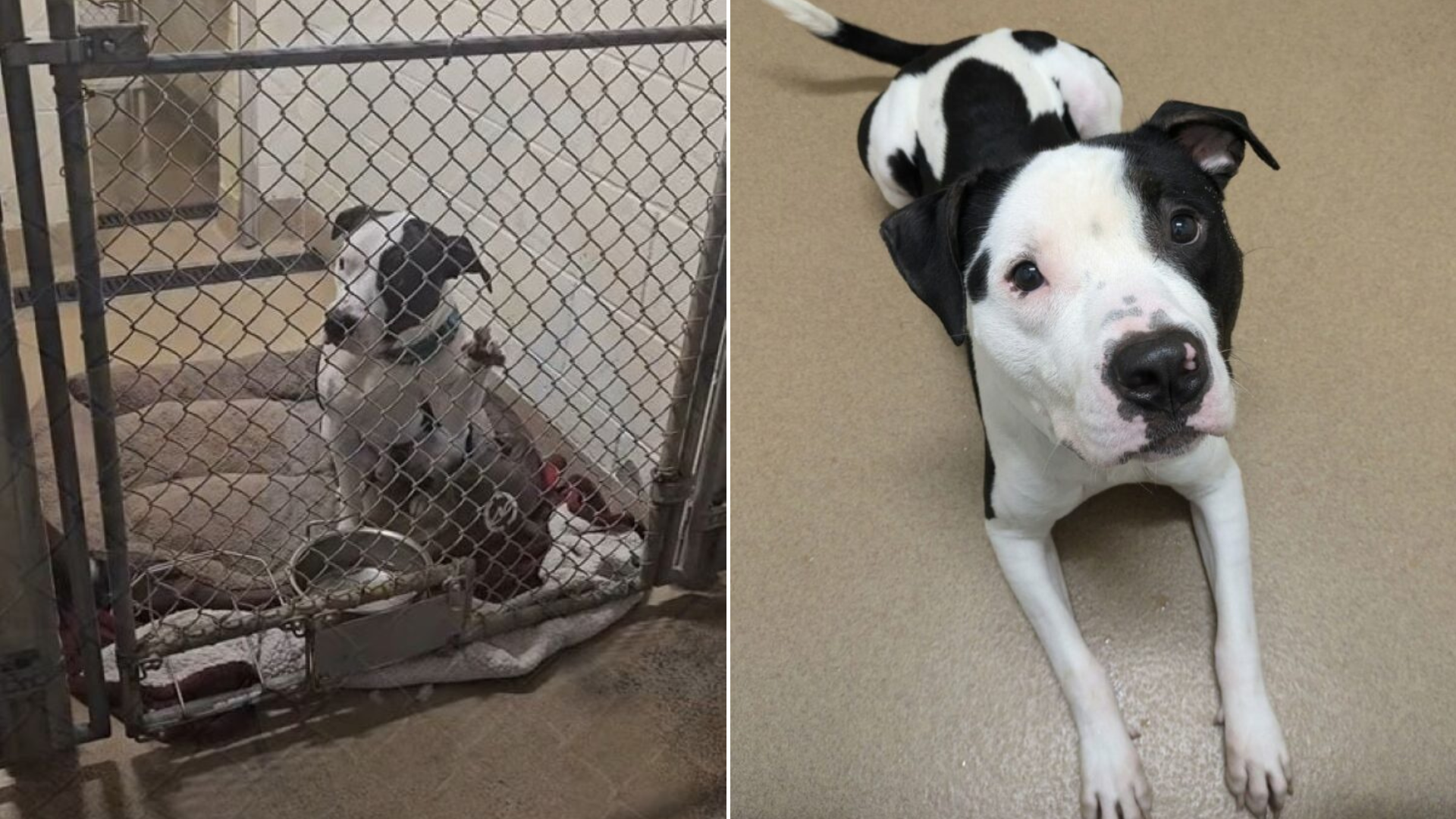 black and white shelter dog