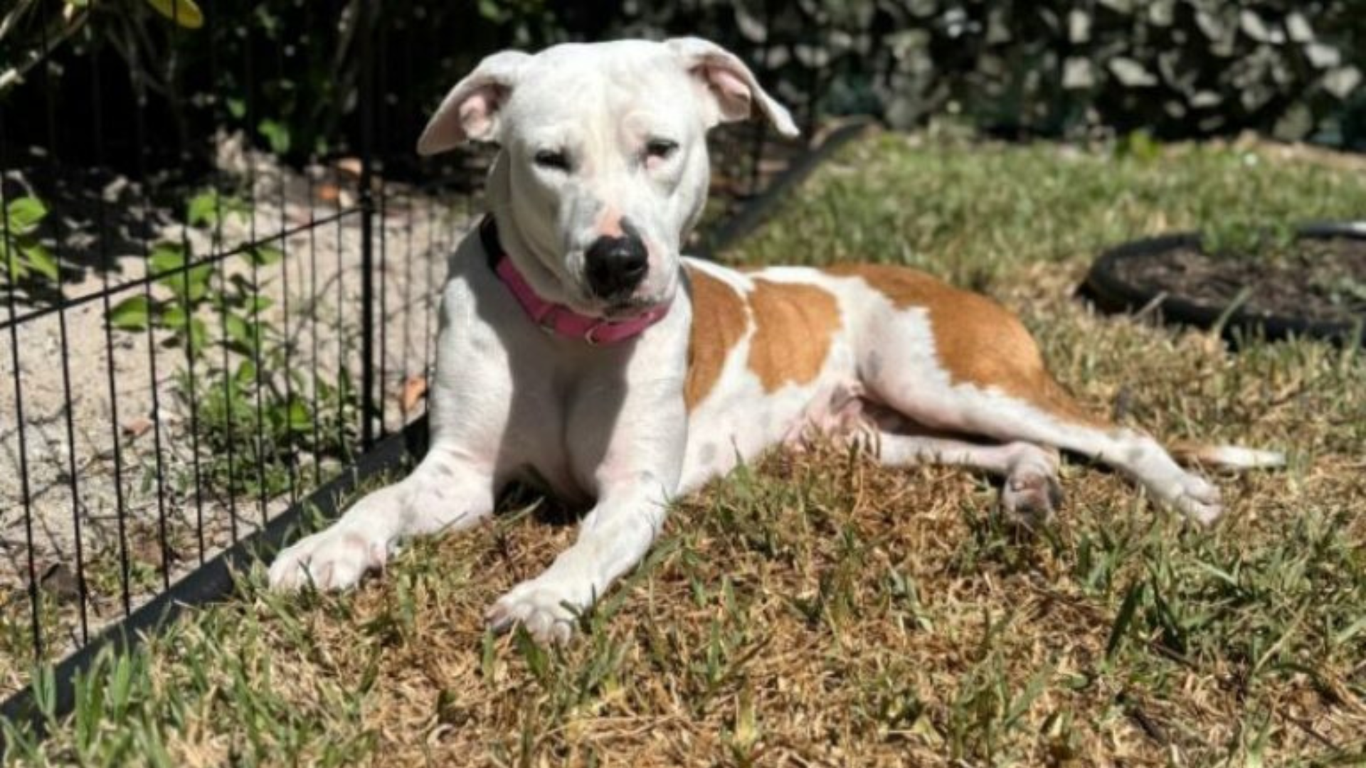 white dog lying on grass