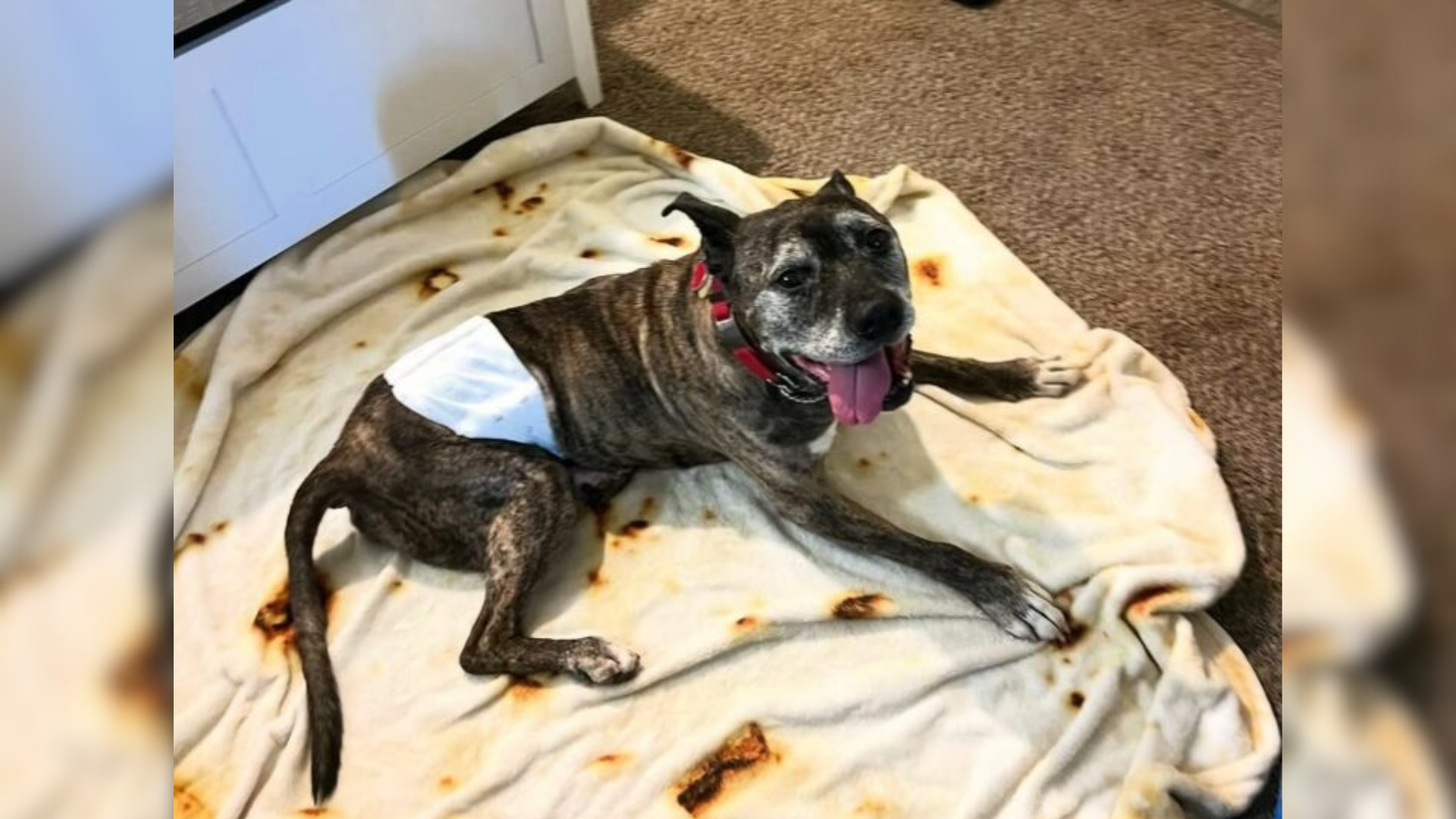 dog lying on blanket