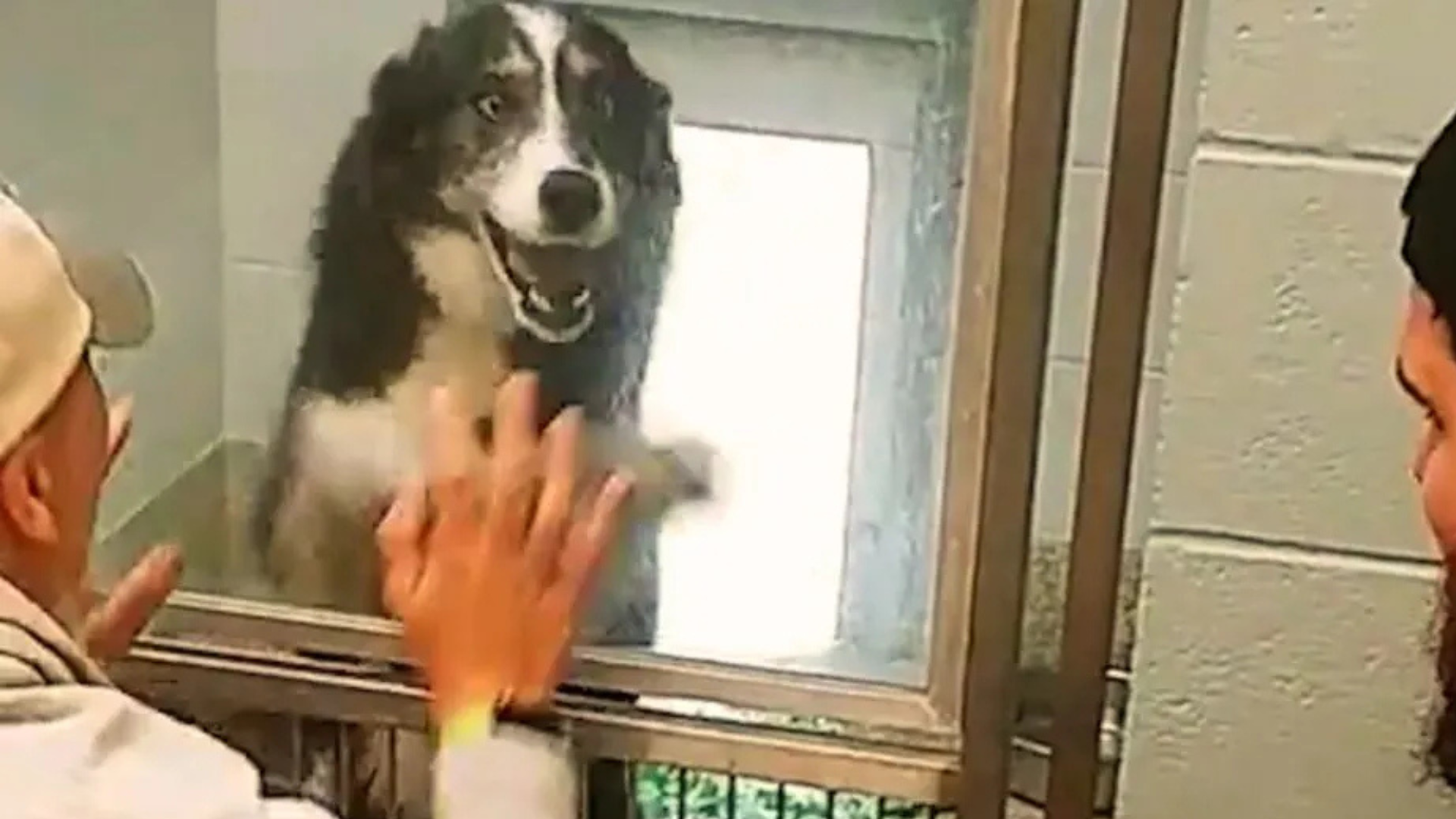 person and tog touching hands through glass