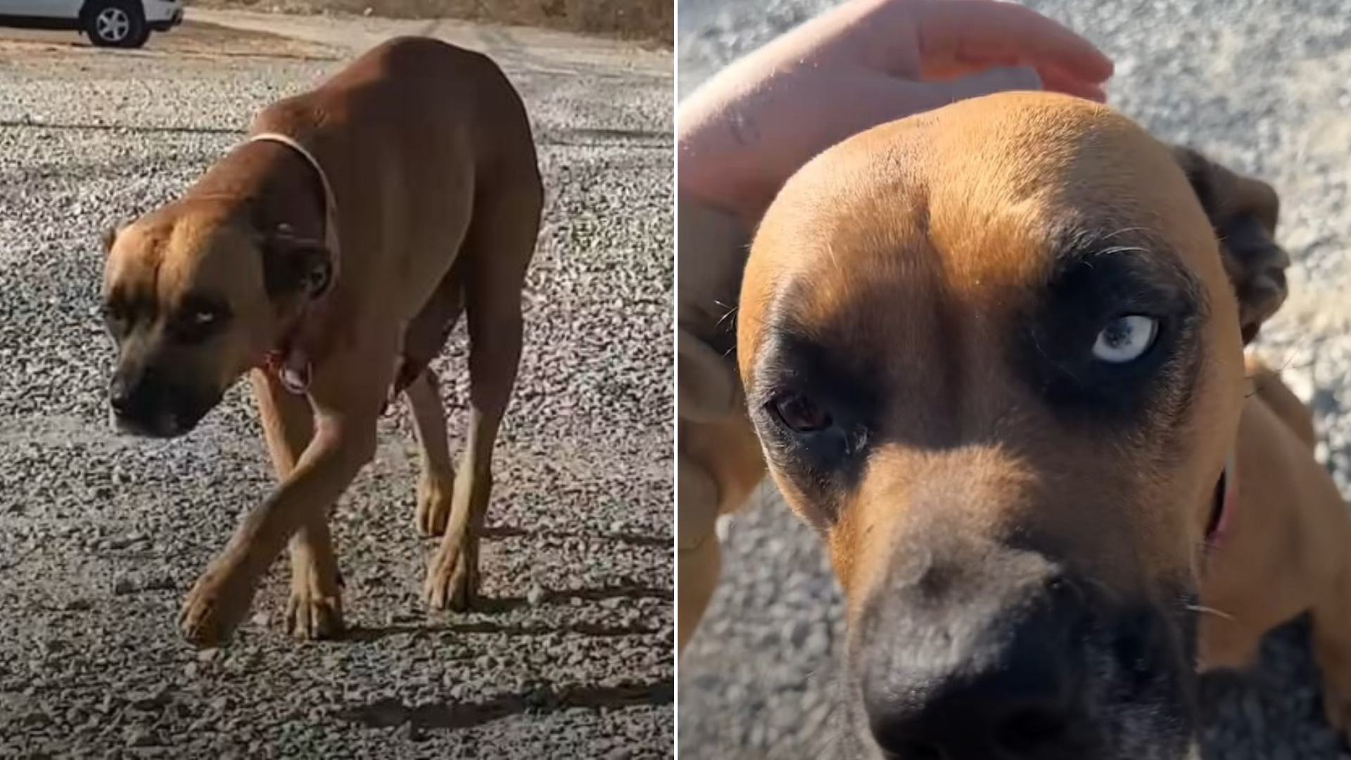 dog approaching in the street