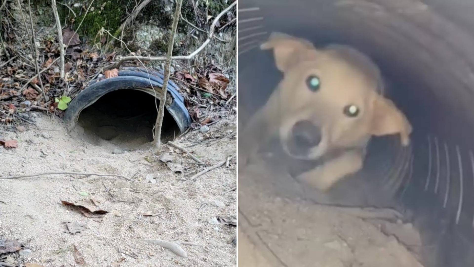 dog hiding in pipe