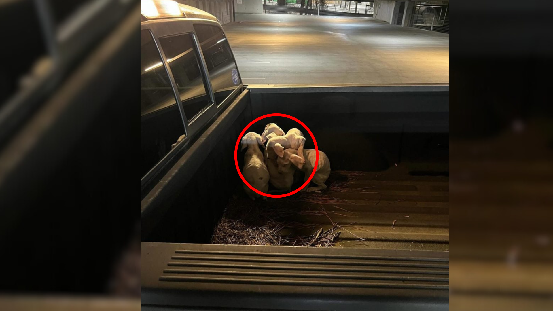 pile of puppies inside truck bed