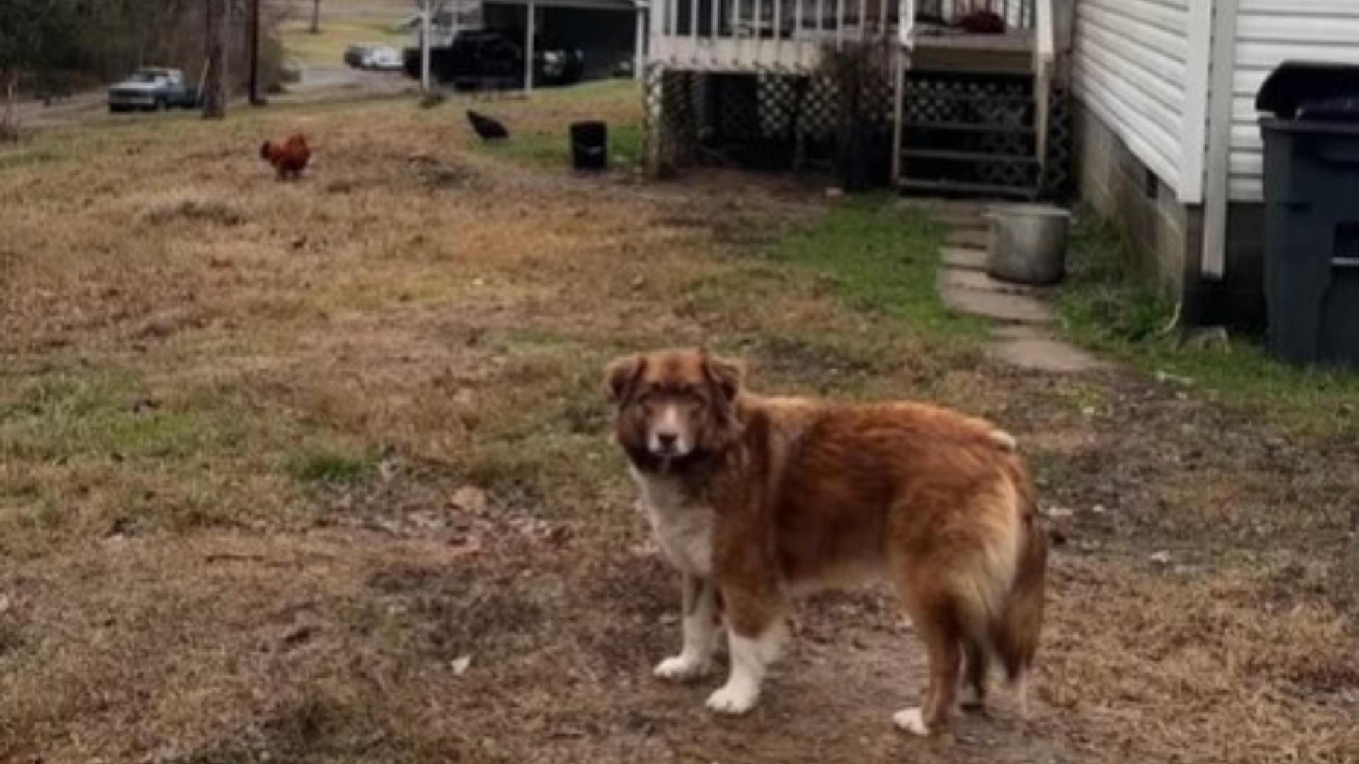 abandoned dog waiting