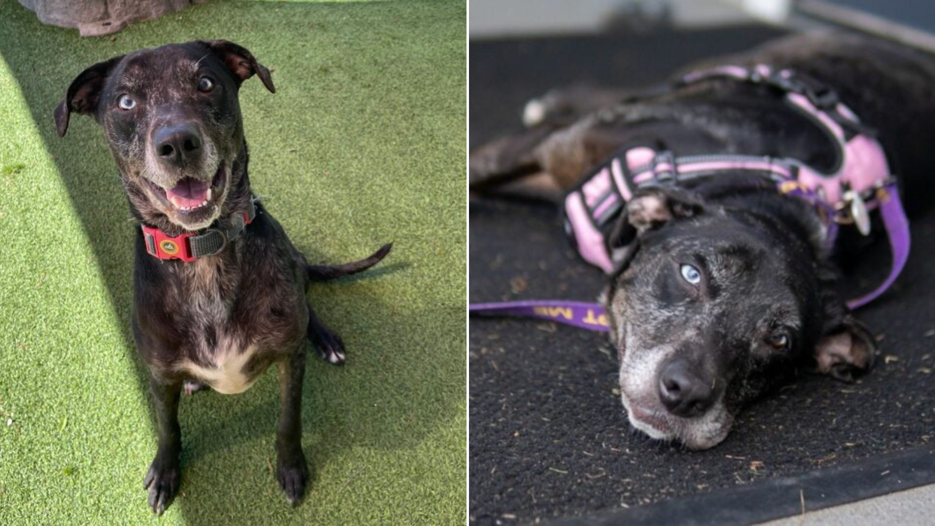 dog happy and unhappy