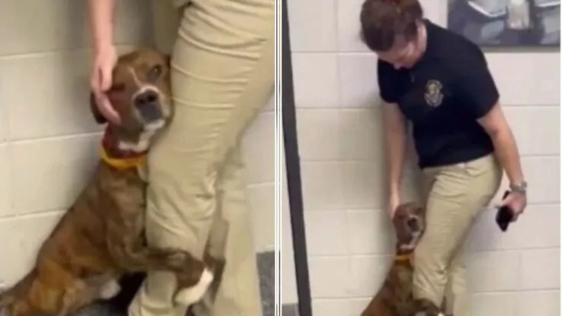 man with shelter dog