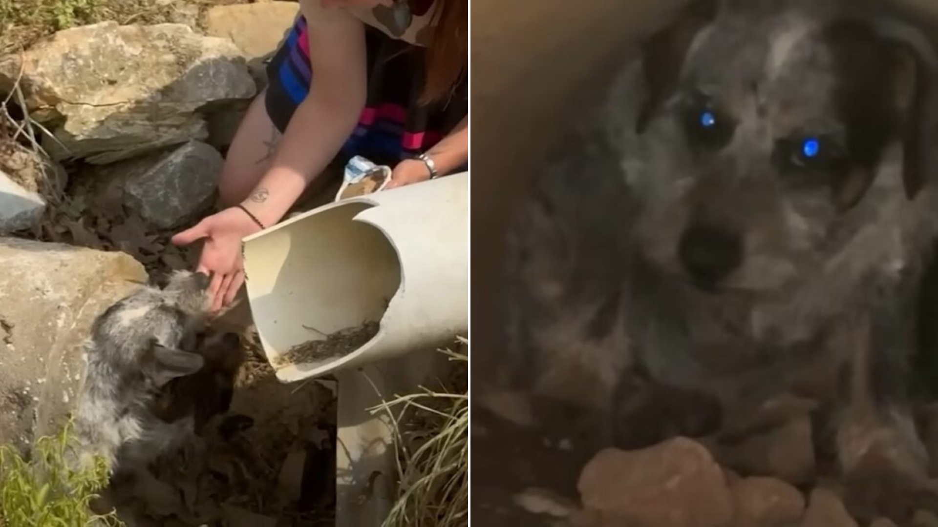 dogs stuck inside a pipe