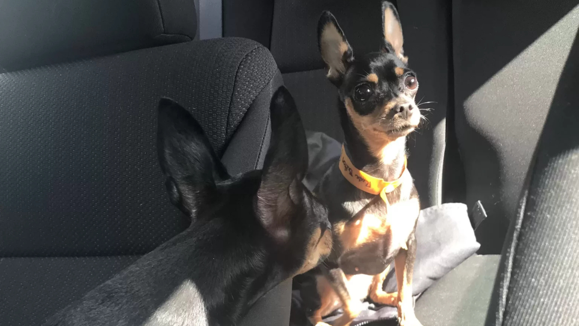 cute black dog in a car
