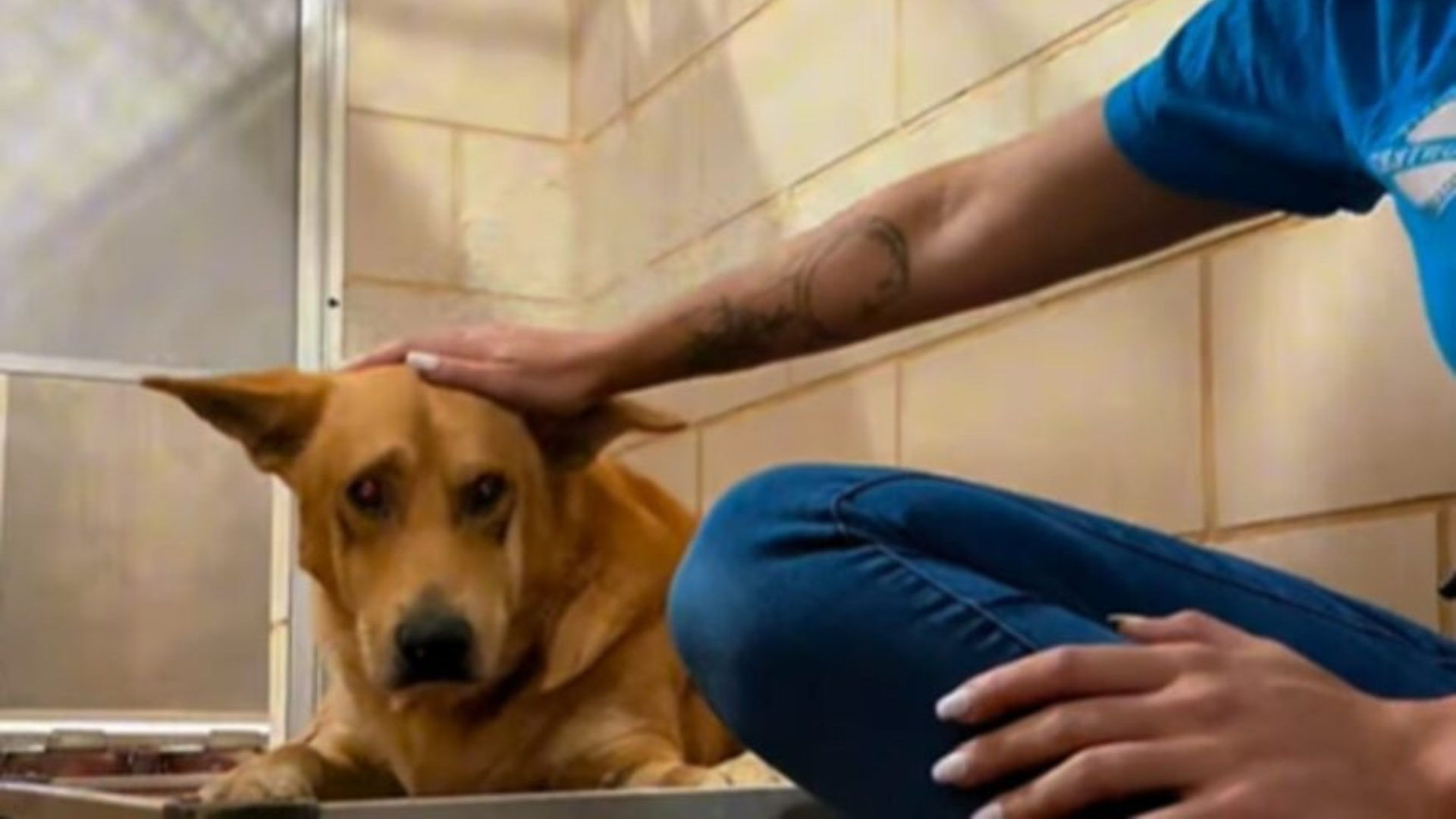 sad dog being petted