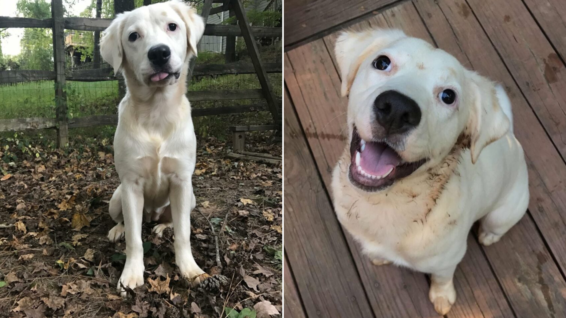 dog with head turned to side