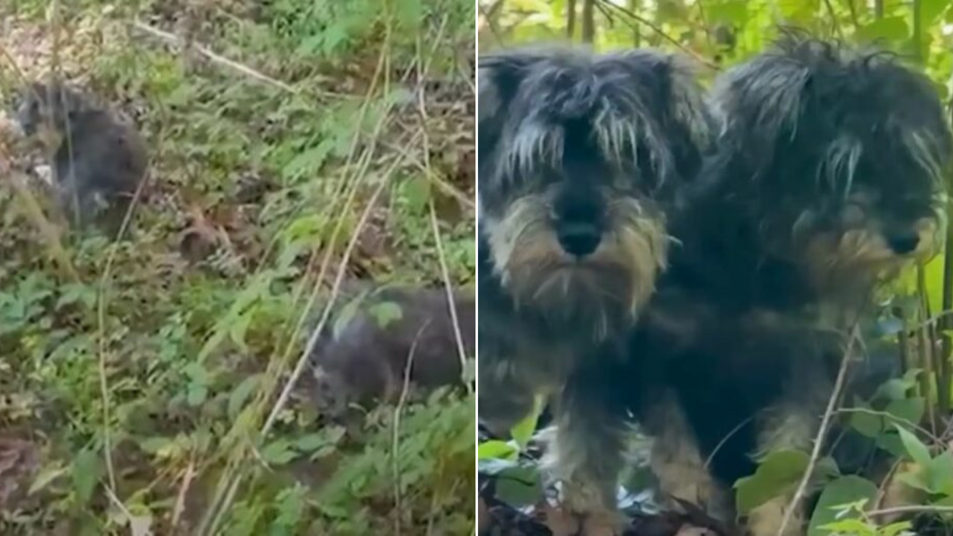 matted dogs in woods