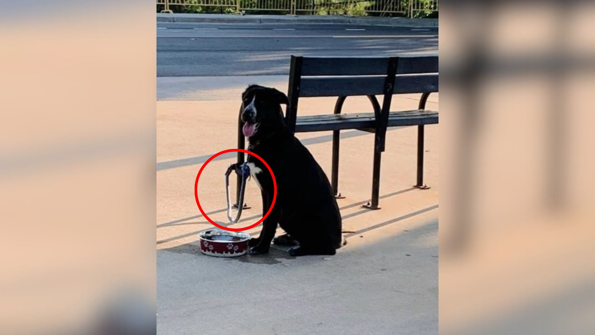 tied dog to a bench
