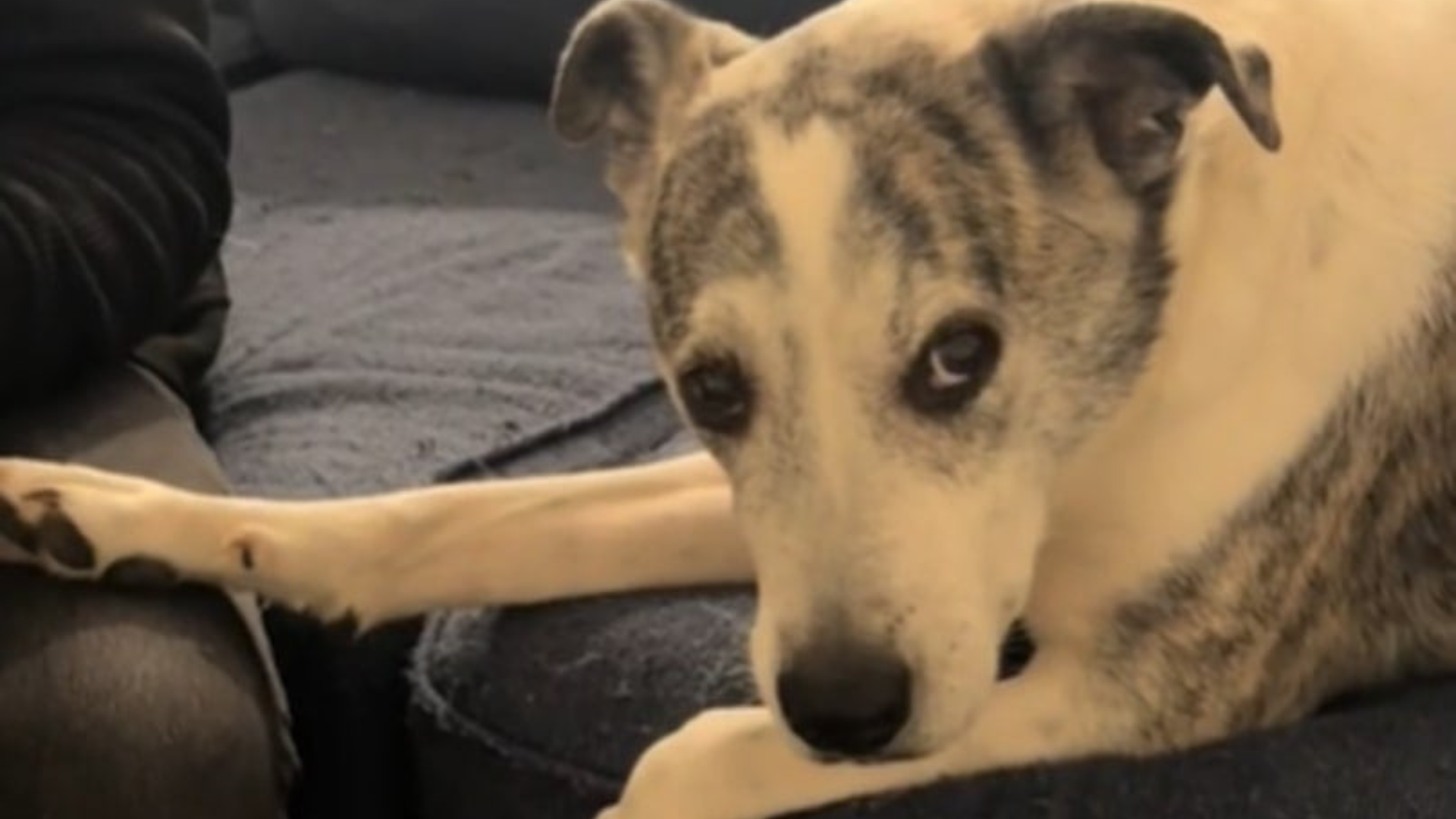 dog looking suspiciously