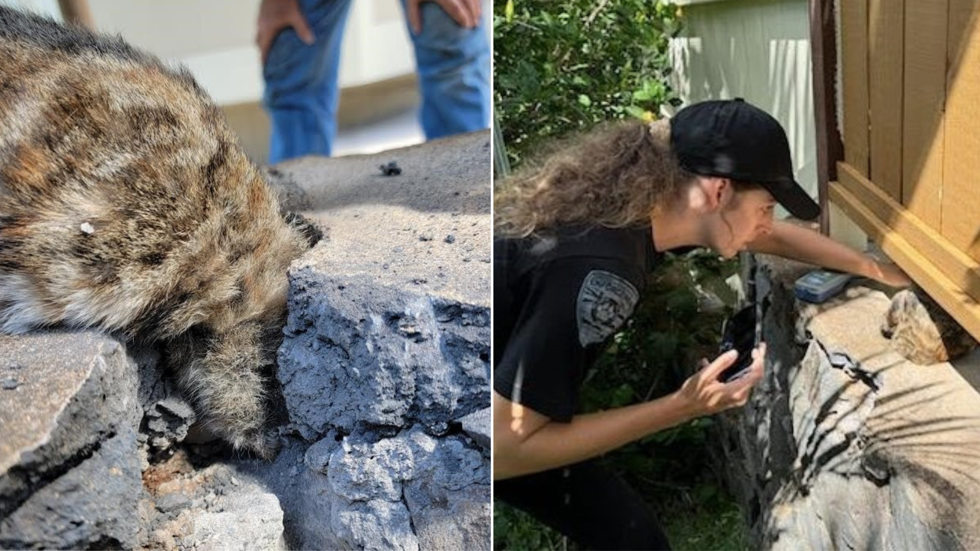 animal stuck in concrete