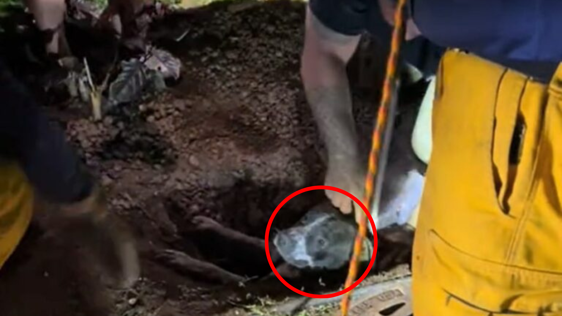 dog falling into the ground