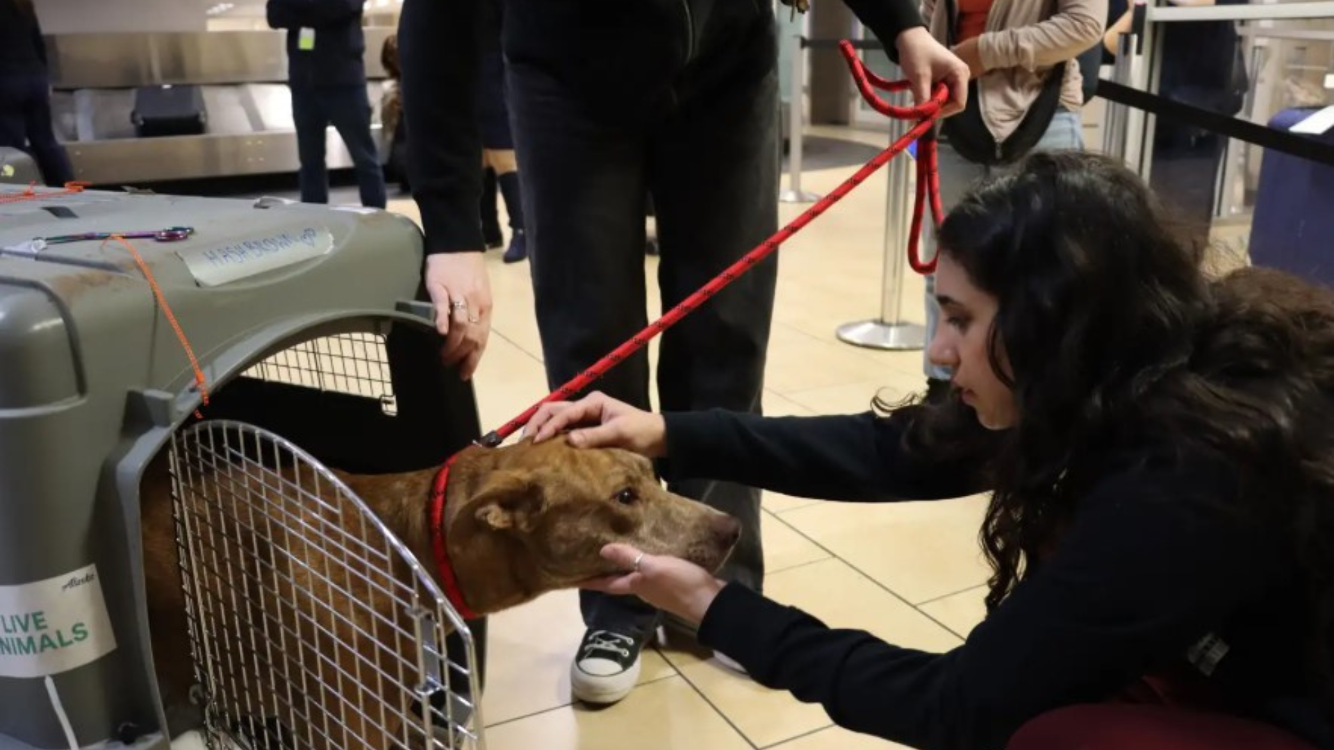 dog at shelter being petted