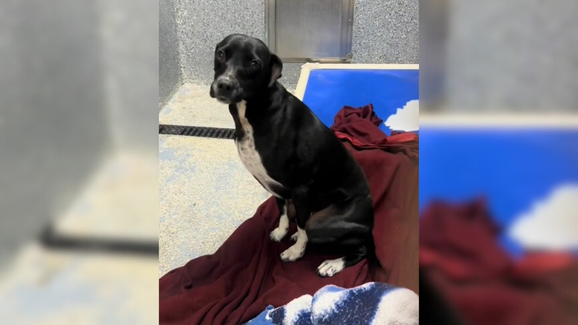 cute black and white dog