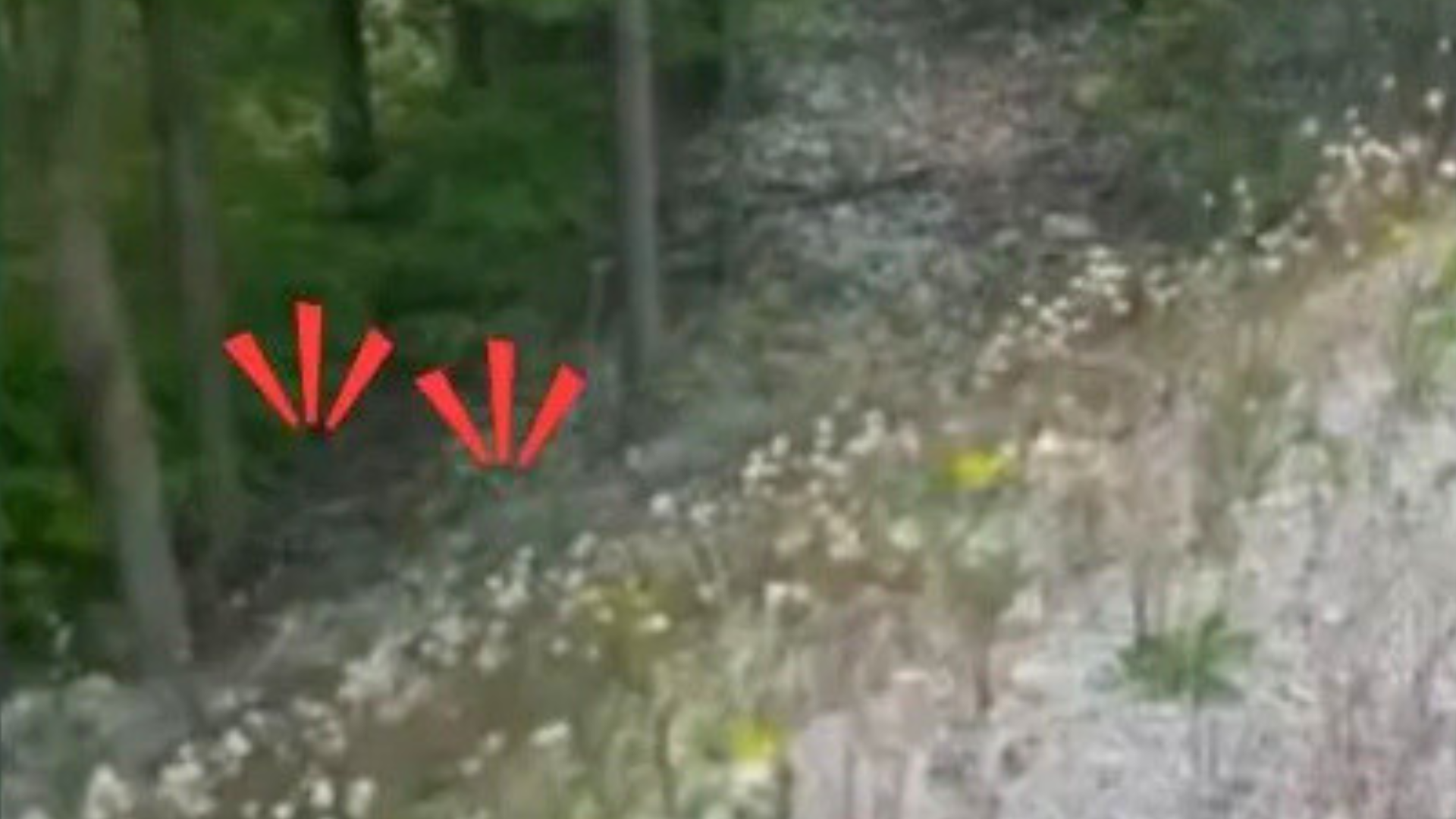 something making noise in forest