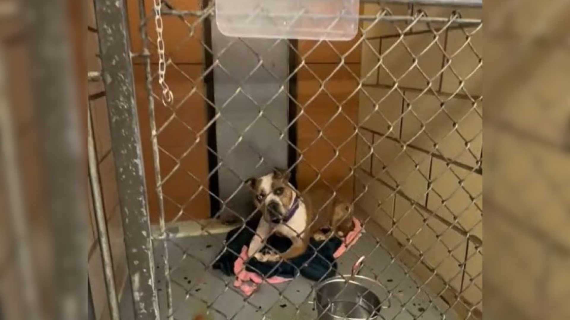 dog in a shelter kennel