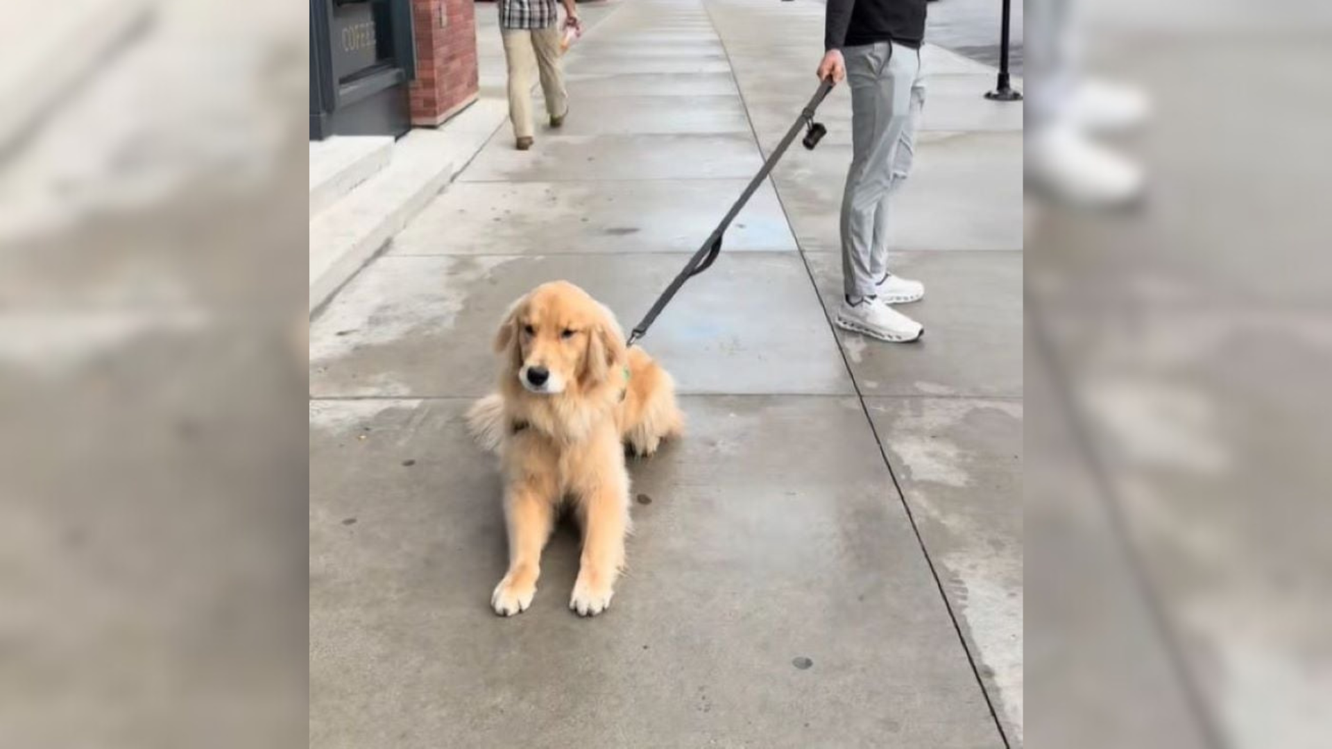 dog sitting on ground