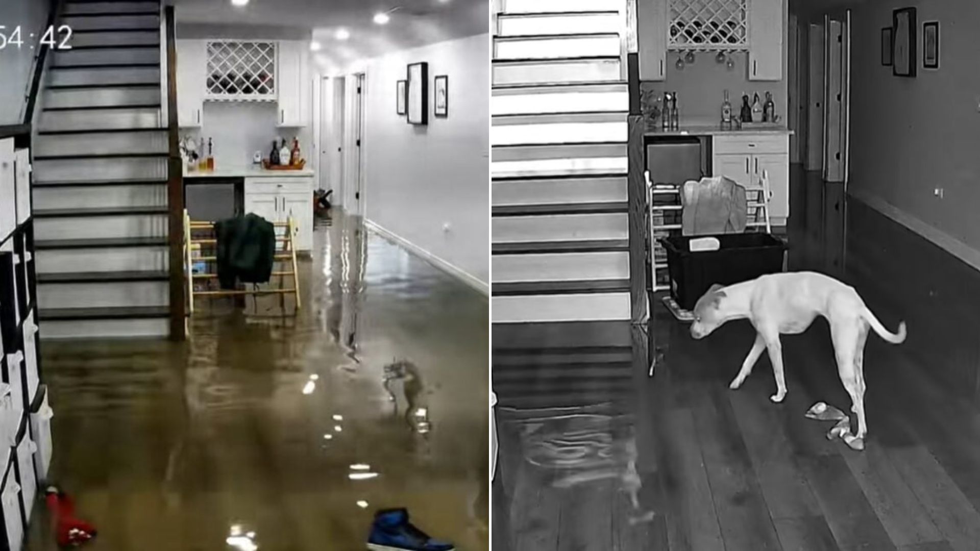 Illinois Pup Faces Rising Floodwater And Delivers A Dramatic Exit That Leaves Viewers Laughing