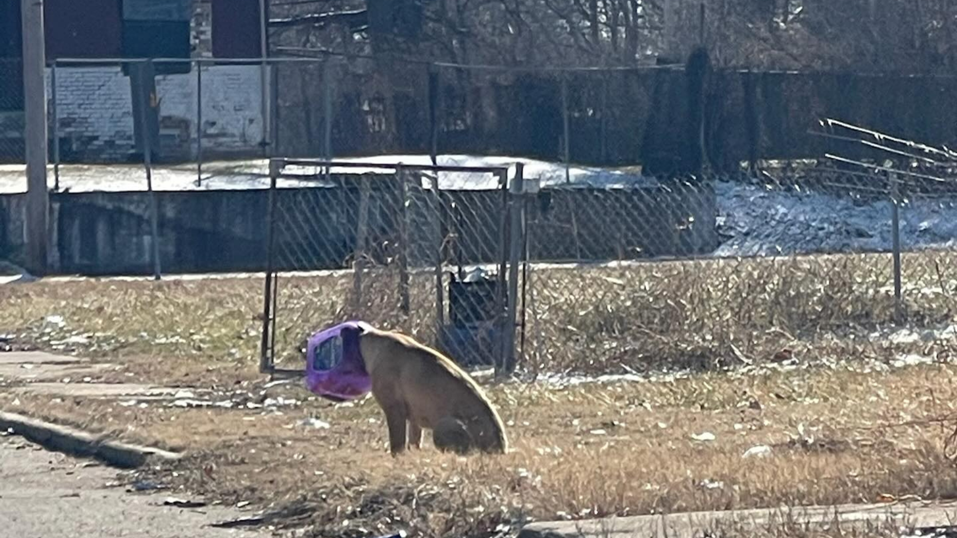 dog with jar stuck on head