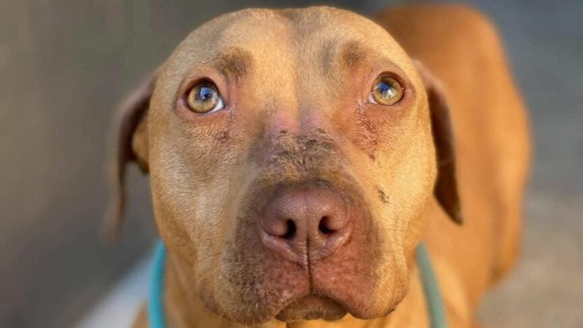 brown dog with blue eyes