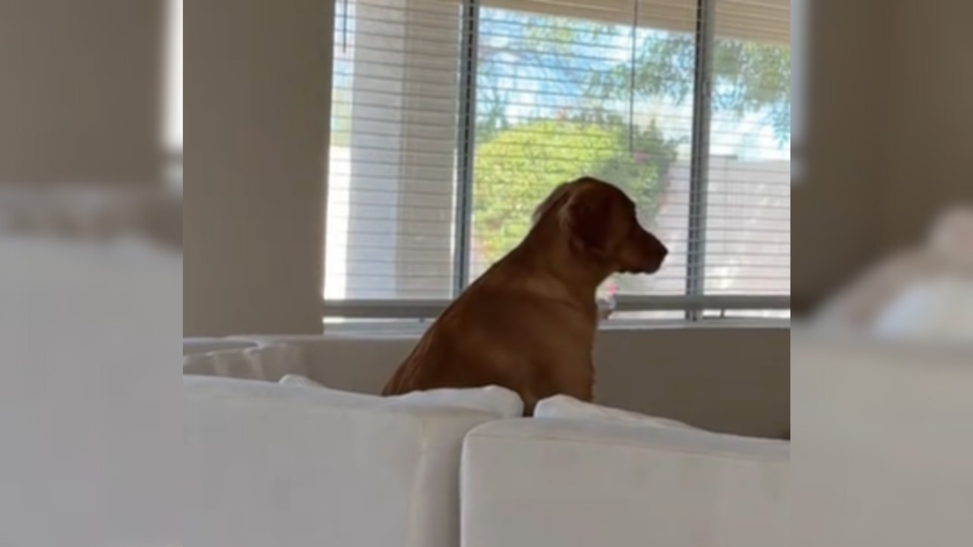dog sitting on couch