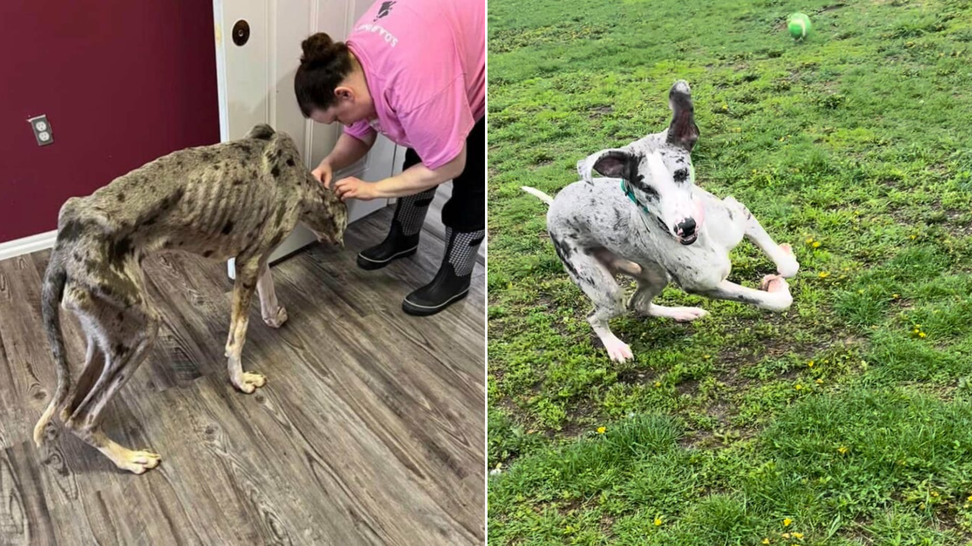 dog transformation from skinny to healthy