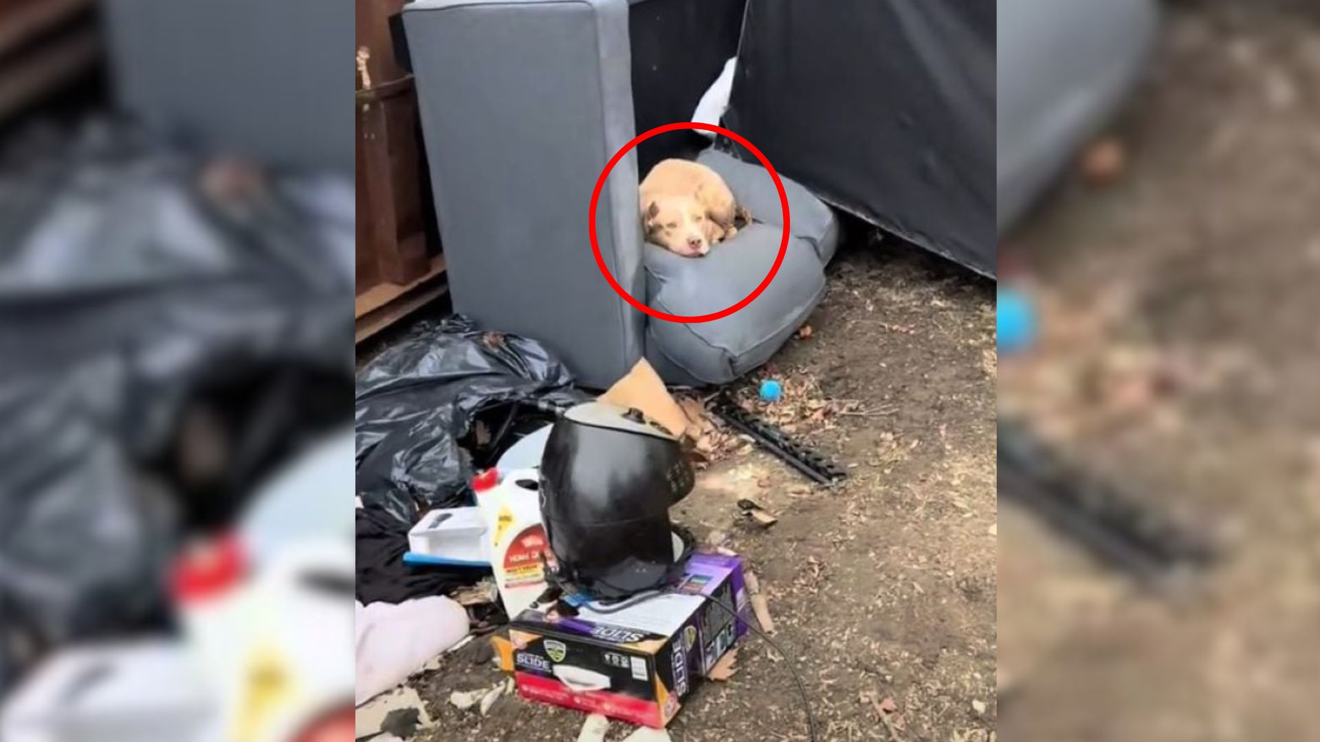 dog in trash