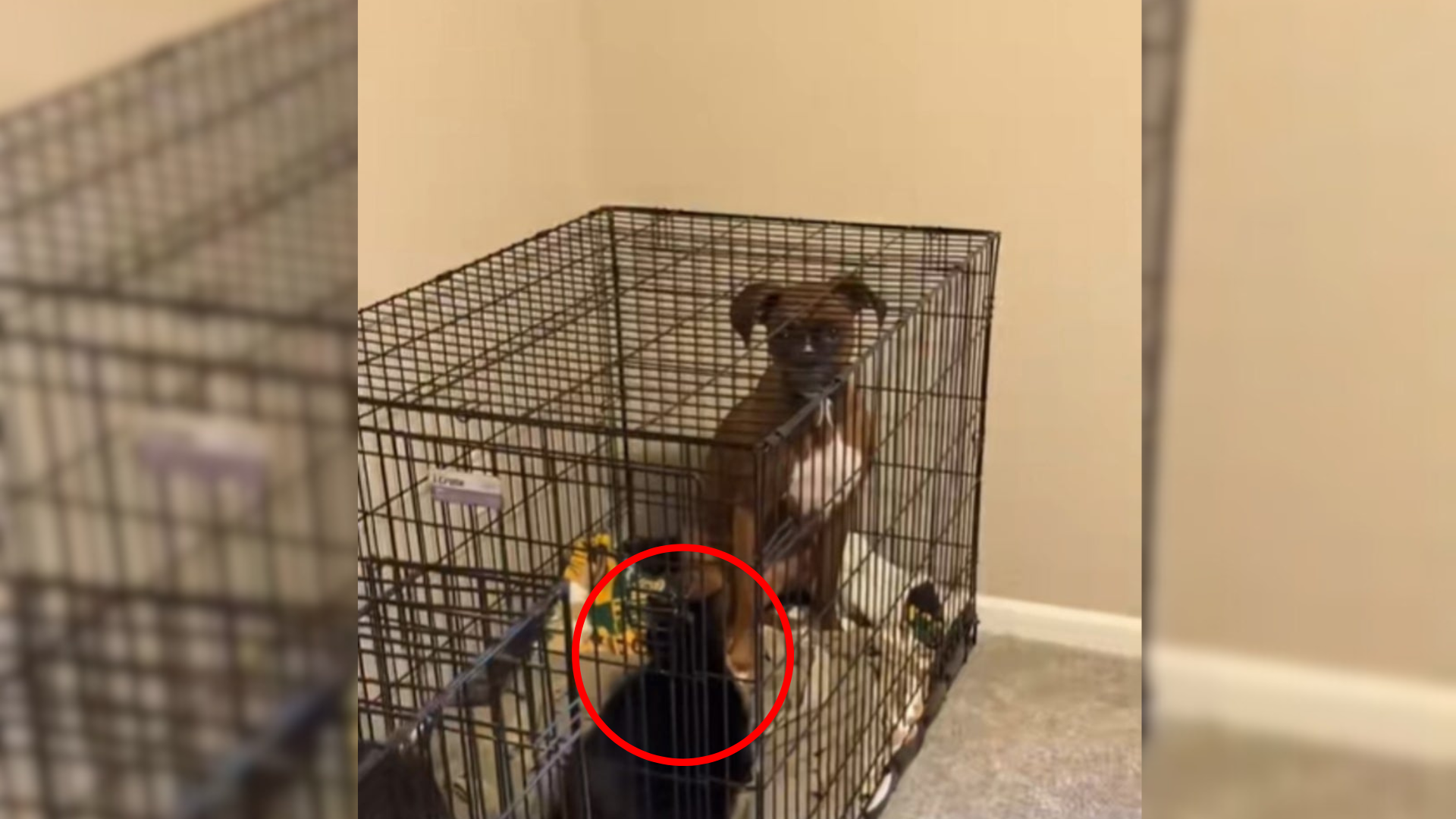 dog and cate in a cage