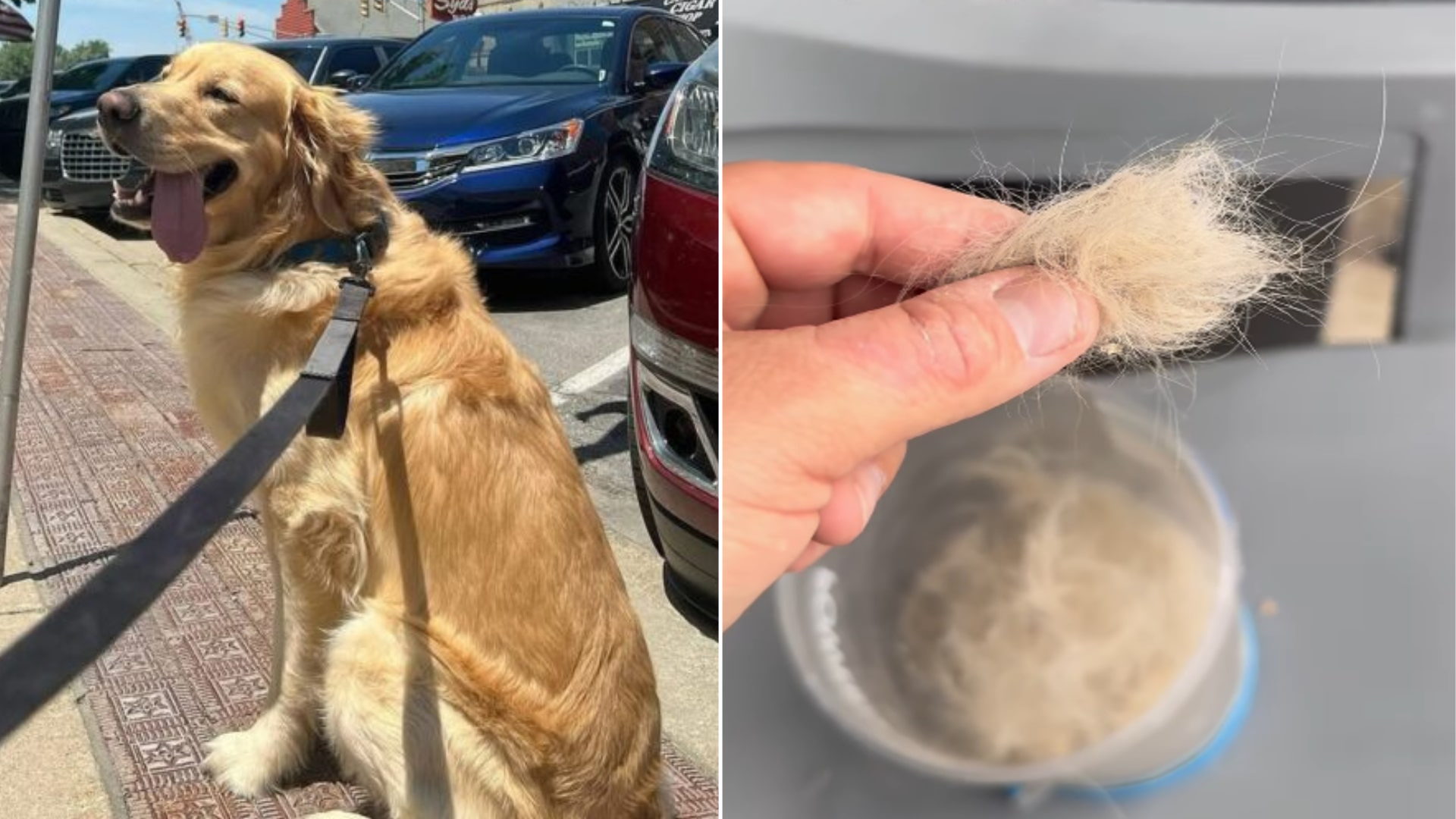 golden retriever dog fur