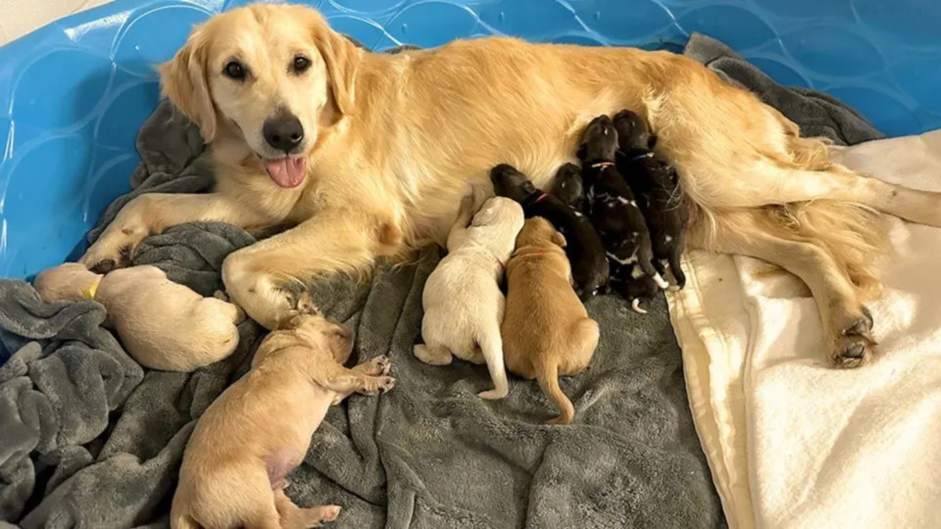 mom dog and puppies