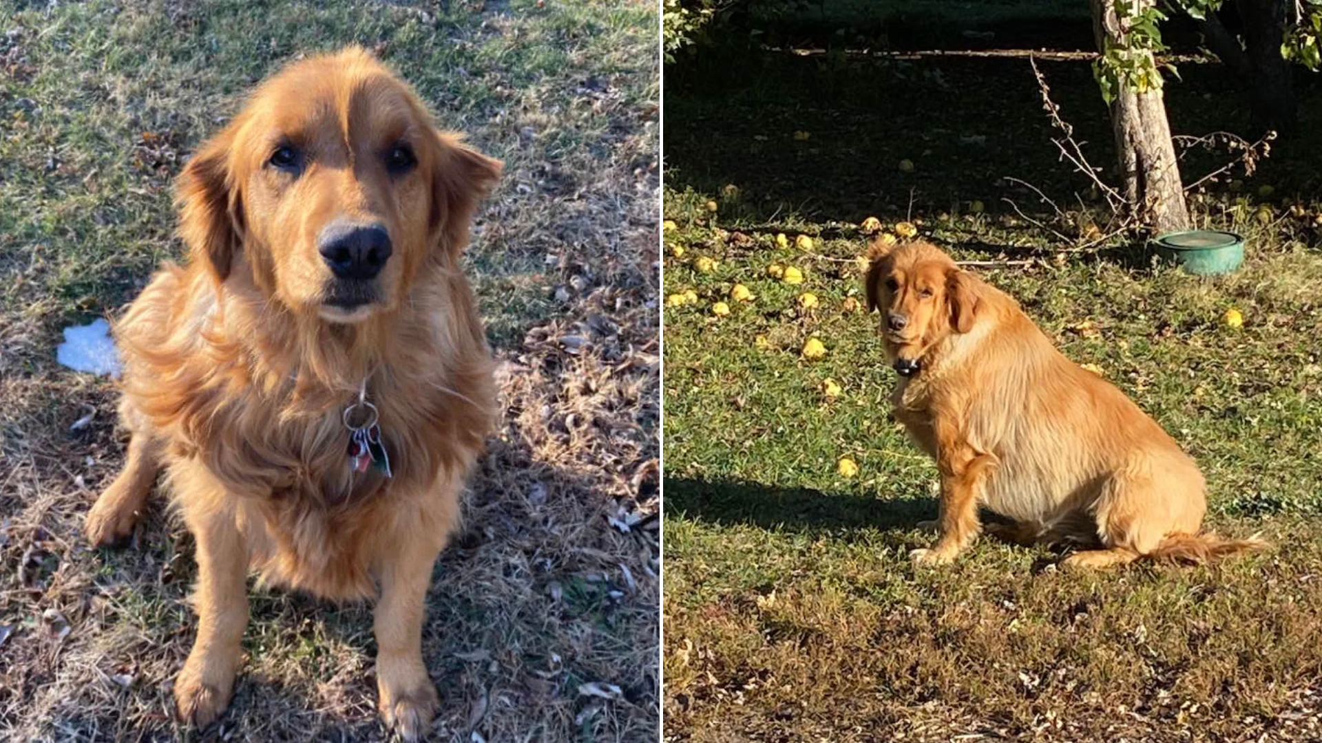 golden retriever dog outdoors