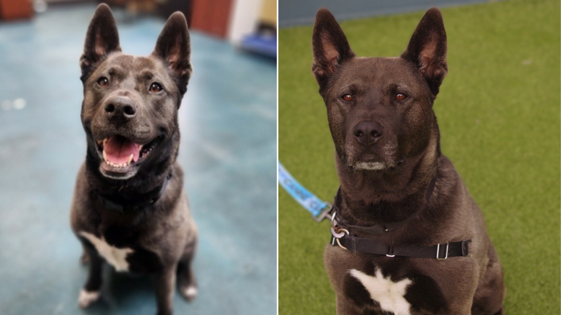 cute black dog with pointy ears