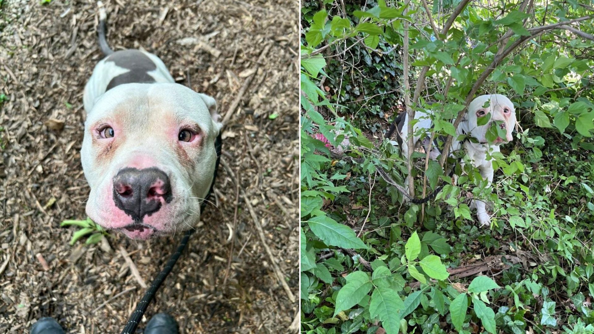 abandoned dog in forest