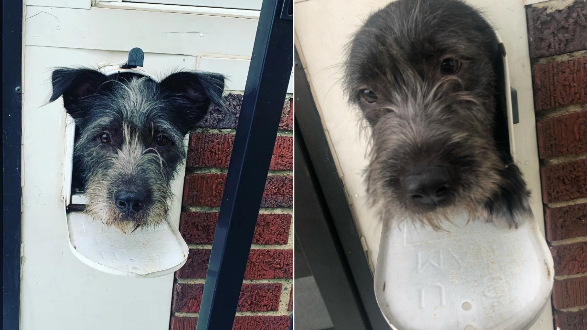 dog with head stuck in mailbox