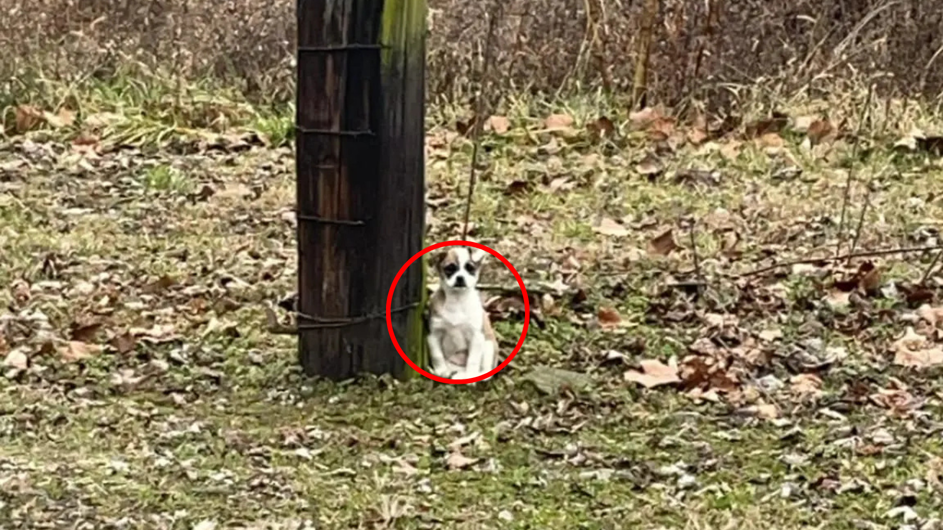 tiny white dog by the road