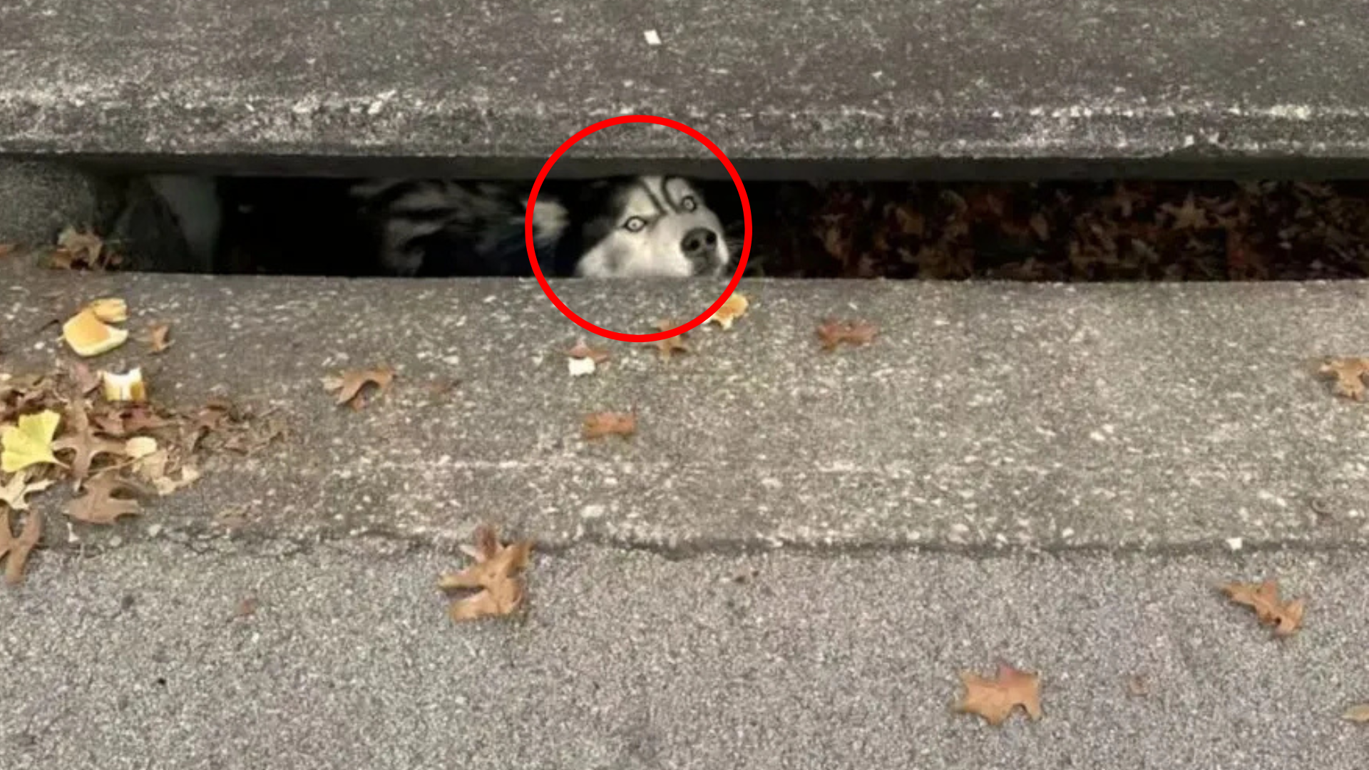 dog stuck in drain
