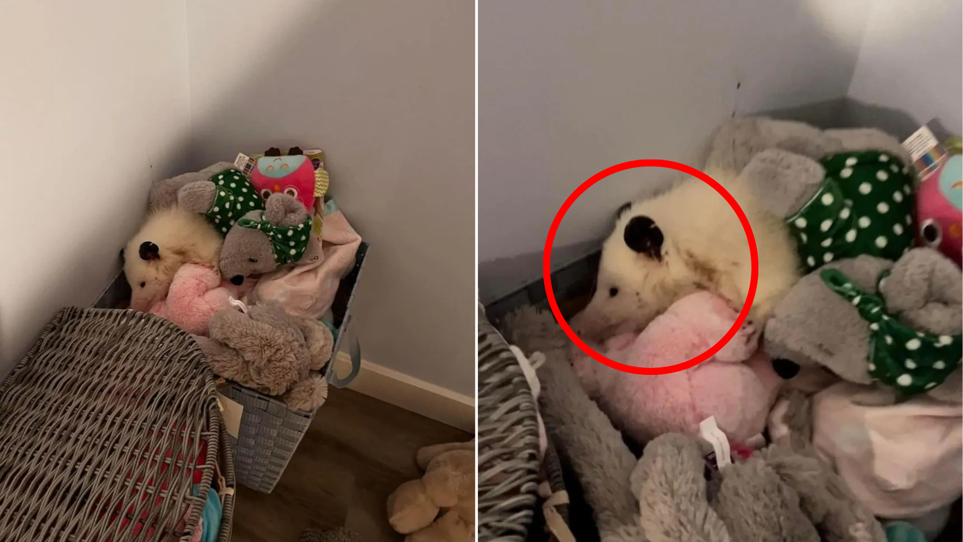 small animal hiding in toy box