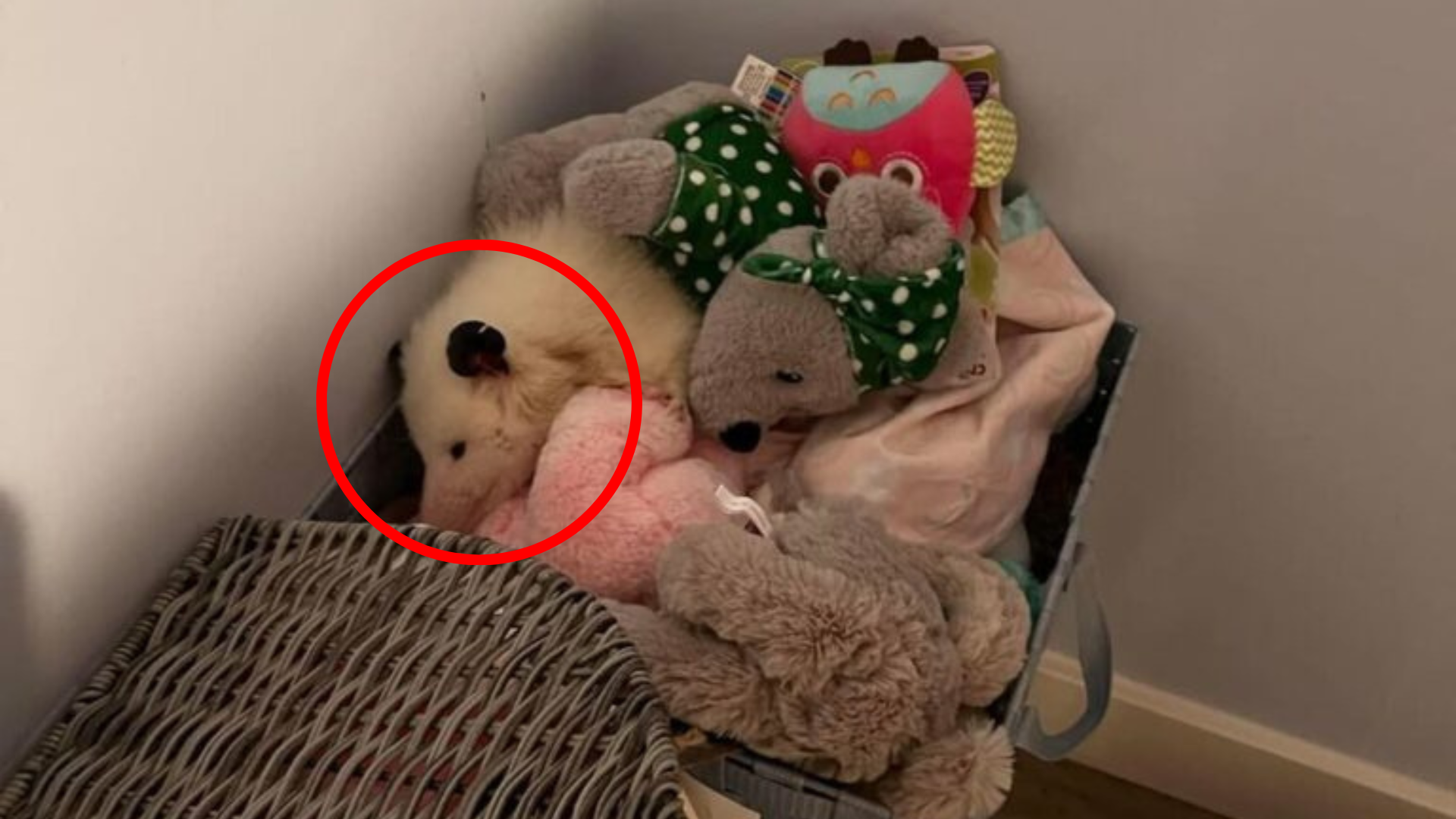 mysterious animal hiding with plushies