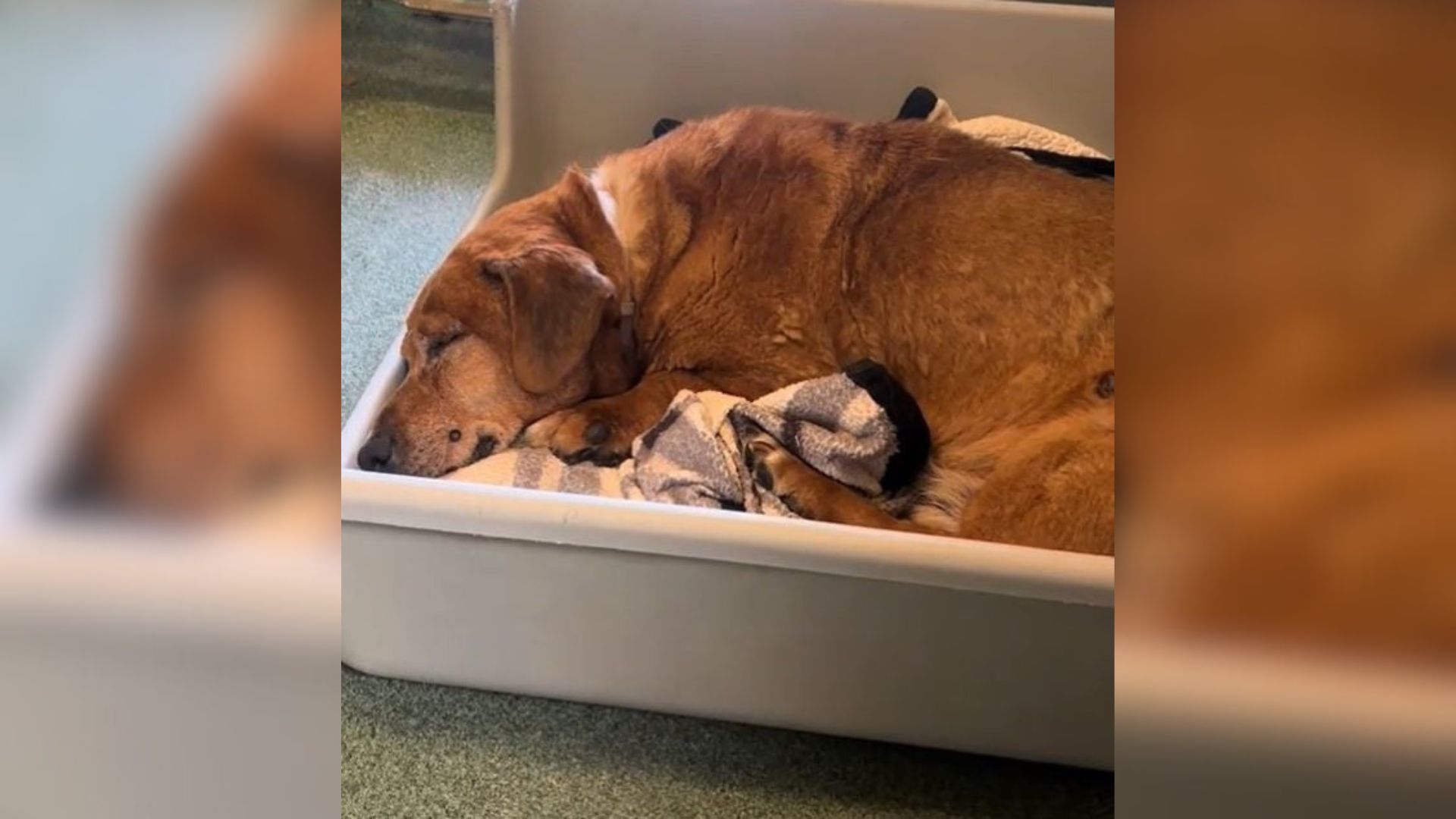 senior dog laying down